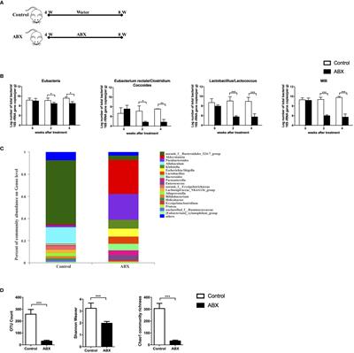 Depletion of Gut Microbiota Impairs Gut Barrier Function and Antiviral Immune Defense in the Liver